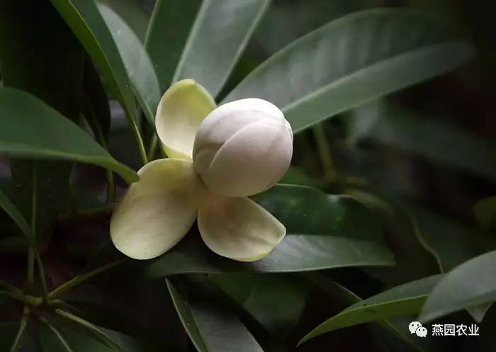 盤點常見觀花大喬木