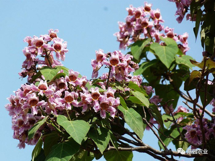 盤點常見觀花大喬木