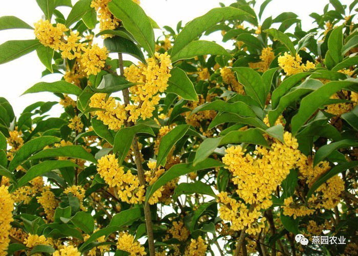 盤點常見觀花大喬木