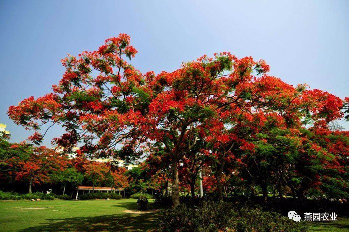 盤點常見觀花大喬木