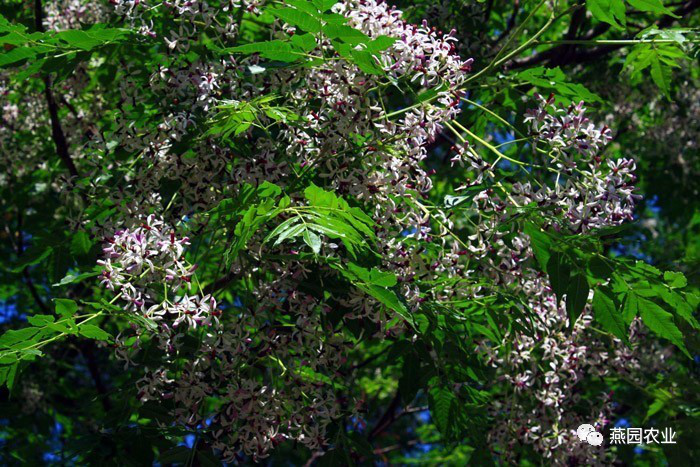 盤點常見觀花大喬木