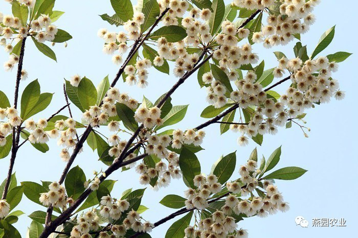 盤點常見觀花大喬木