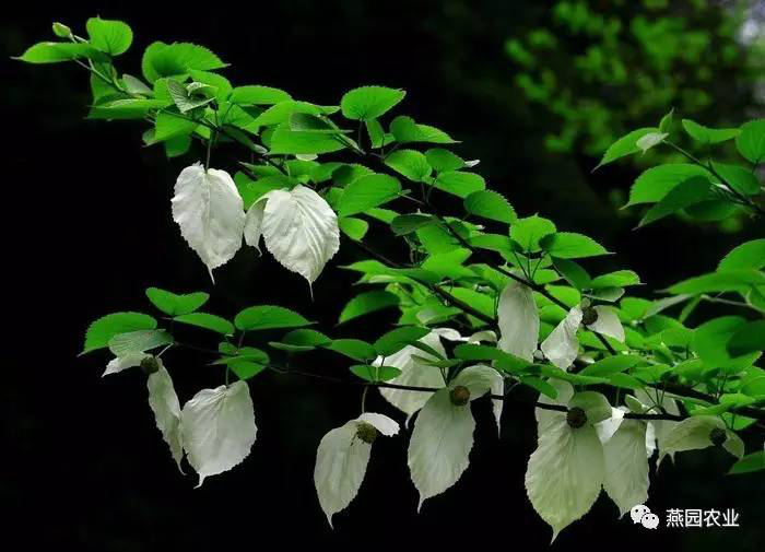 盤點常見觀花大喬木