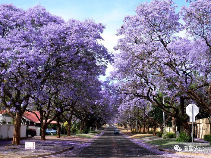 盤點常見觀花大喬木