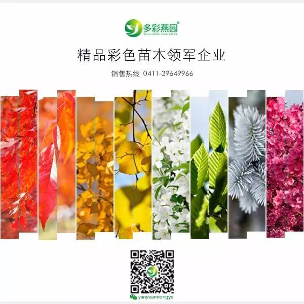 盤點常見觀花大喬木