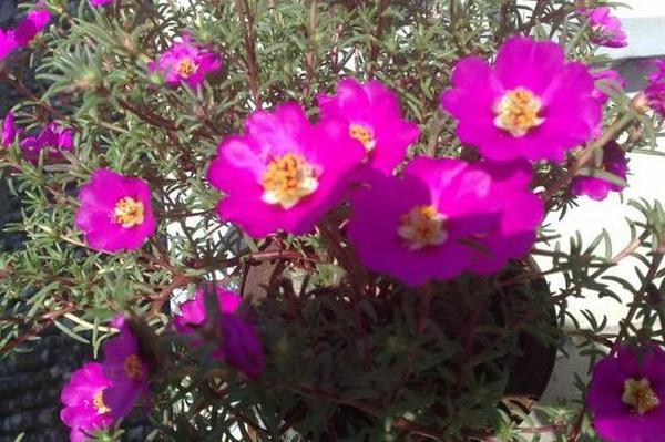 養(yǎng)在陽臺上能夠輕松長出小花海的盆栽花卉