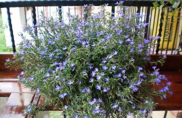 養(yǎng)在陽臺上能夠輕松長出小花海的盆栽花卉