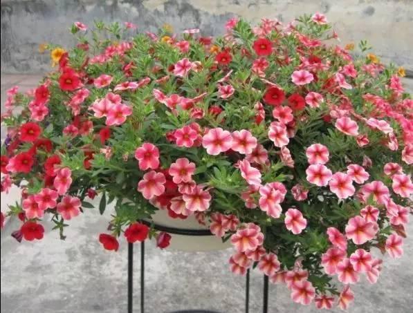 養(yǎng)在陽臺上能夠輕松長出小花海的盆栽花卉