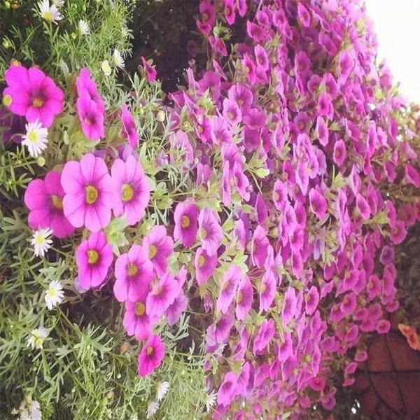 養在陽臺上能夠輕松長出小花海的盆栽花卉