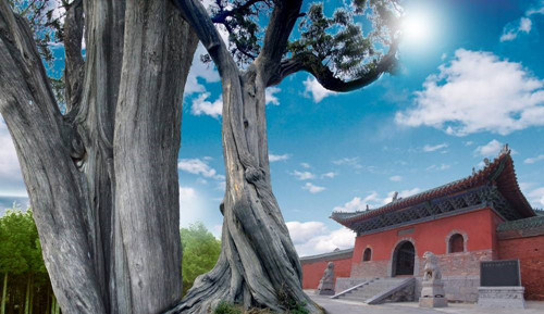 淺談寺廟苗木的使用與配置