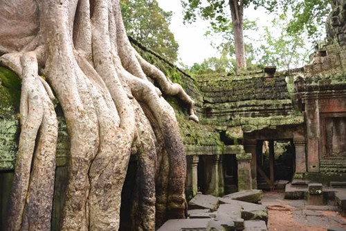 淺談寺廟苗木的使用與配置