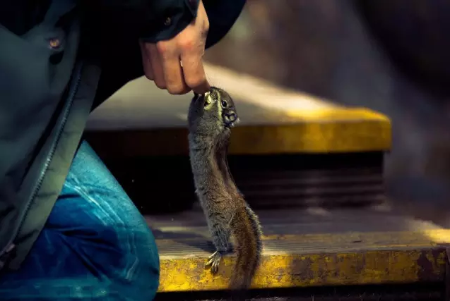中國國家公園即將出爐，誰可以代表中國？