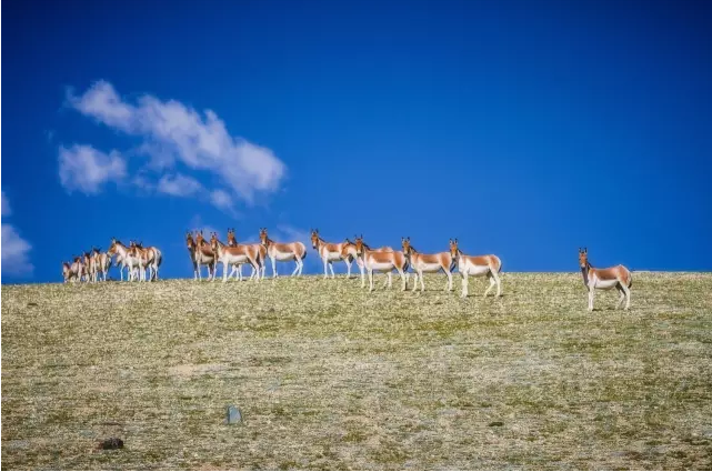 中國國家公園即將出爐，誰可以代表中國？