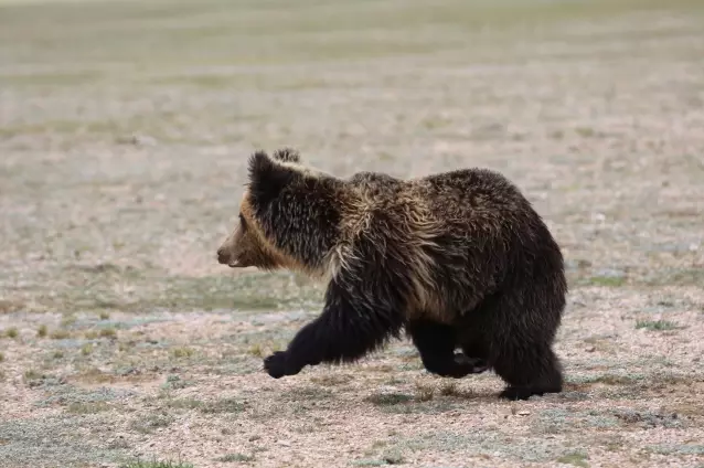 中國國家公園即將出爐，誰可以代表中國？