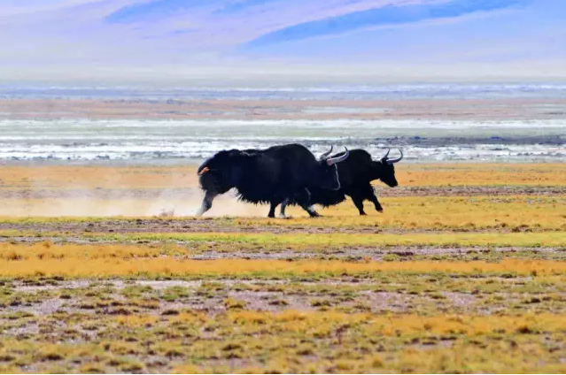 中國國家公園即將出爐，誰可以代表中國？