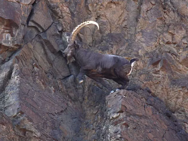 中國國家公園即將出爐，誰可以代表中國？