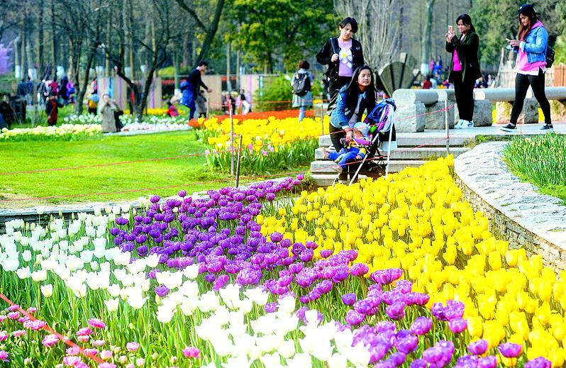 武漢植物園60萬株郁金香盛放