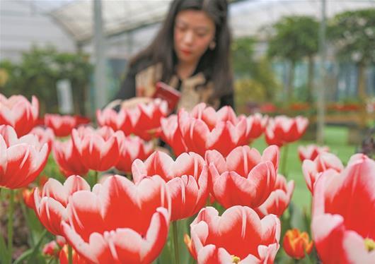 武漢植物園60萬株郁金香盛放