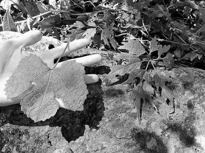 北京最瀕危野生植物百花山葡萄