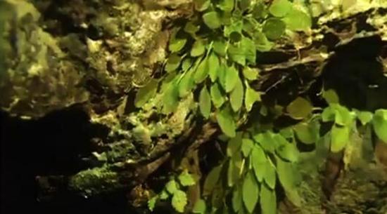 全球首次發(fā)現(xiàn)!這種植物重慶獨(dú)有,數(shù)量稀少