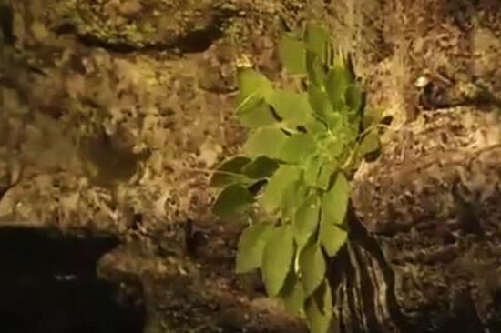 全球首次發(fā)現(xiàn)!這種植物重慶獨(dú)有,數(shù)量稀少