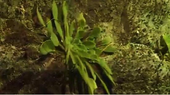 全球首次發(fā)現(xiàn)!這種植物重慶獨(dú)有,數(shù)量稀少