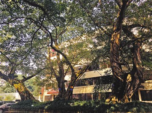 榮昌城市中心地段改造 為古樹保護讓路