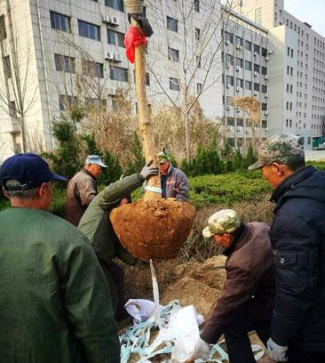 濱州引進新樹種流蘇打造特色街道園林景觀