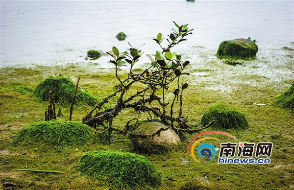 解密神奇的海南海漂植物