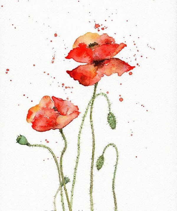 一年生草本植物虞美人