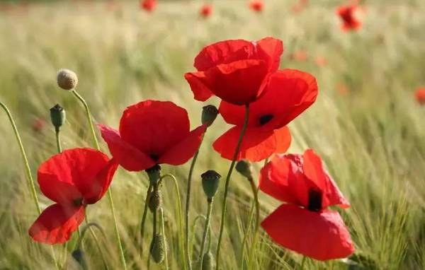 一年生草本植物虞美人