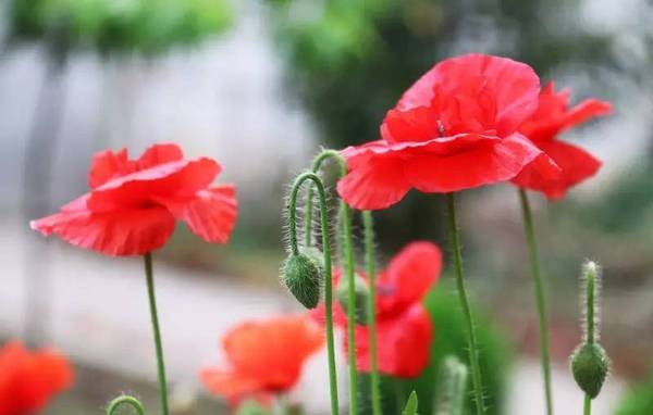 一年生草本植物虞美人