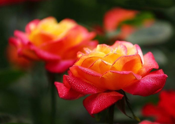 好養(yǎng)活的觀花植物