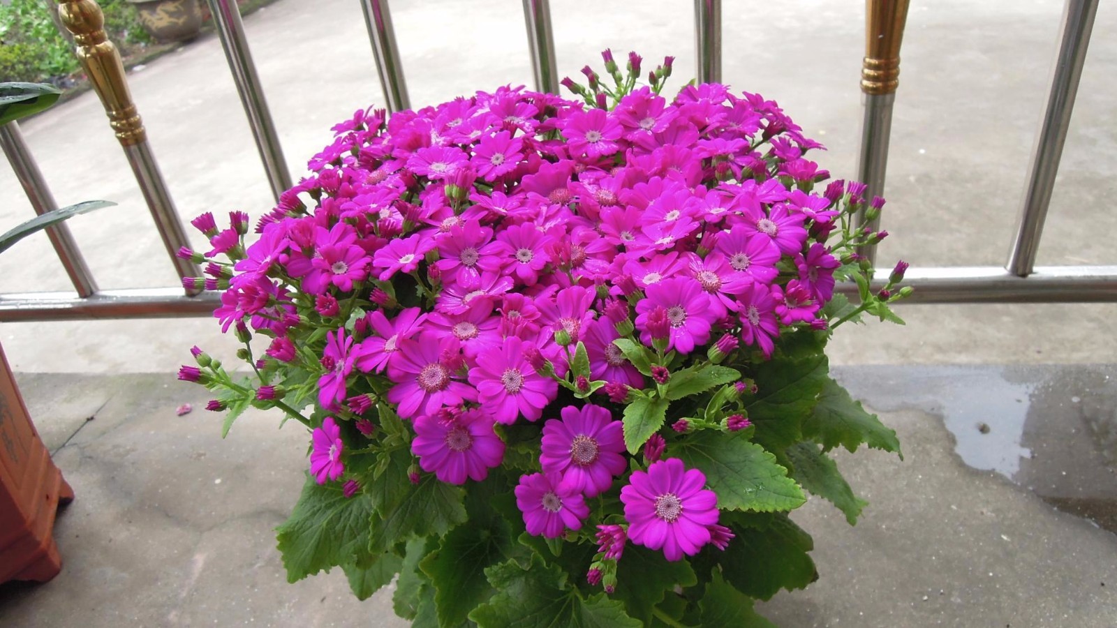 好養(yǎng)活的觀花植物