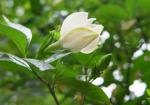 好養(yǎng)活的觀花植物
