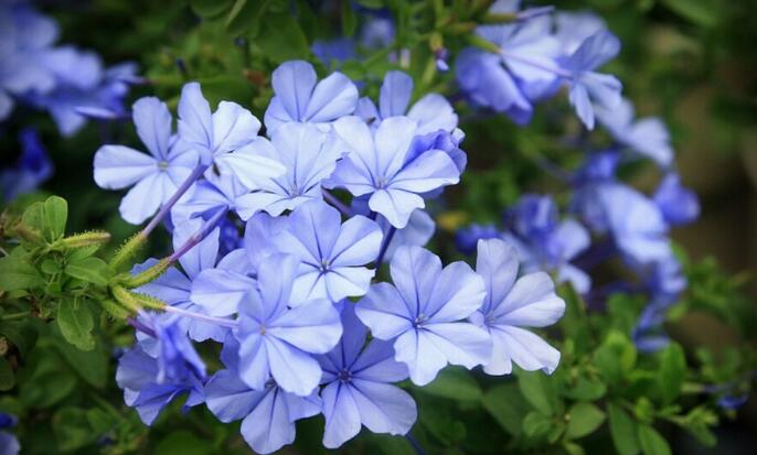 好養(yǎng)活的觀花植物