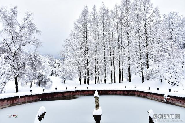 麥積山植物園春雪圖