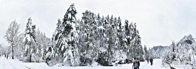 麥積山植物園春雪圖