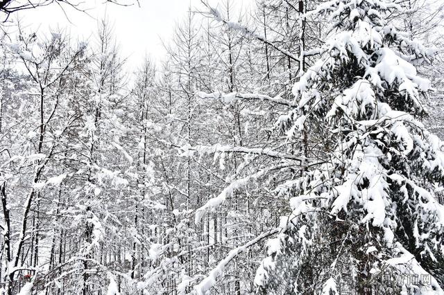 麥積山植物園春雪圖