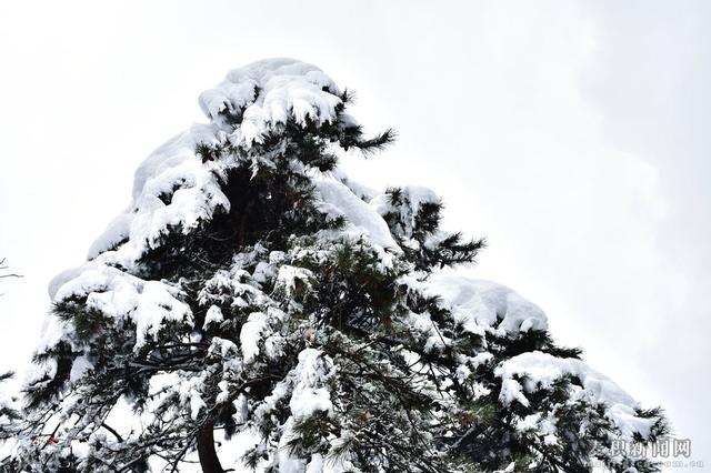 麥積山植物園春雪圖