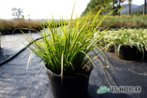 邂逅花境植物的春暖花開