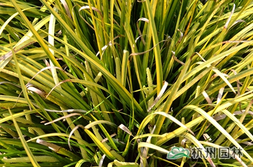 邂逅花境植物的春暖花開