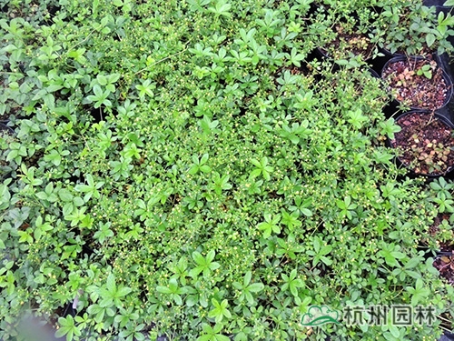 邂逅花境植物的春暖花開