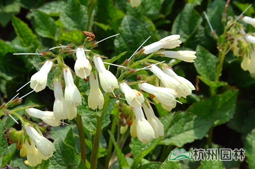 邂逅花境植物的春暖花開