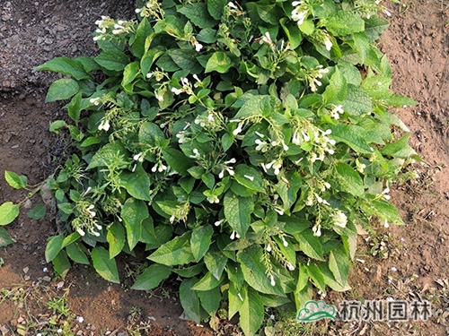 邂逅花境植物的春暖花開