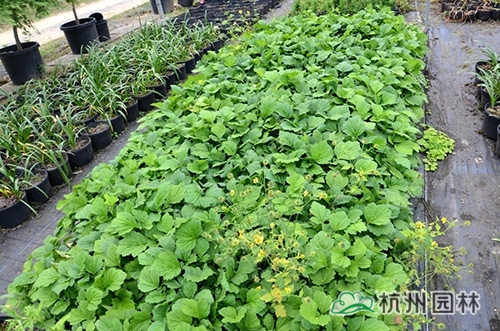 邂逅花境植物的春暖花開