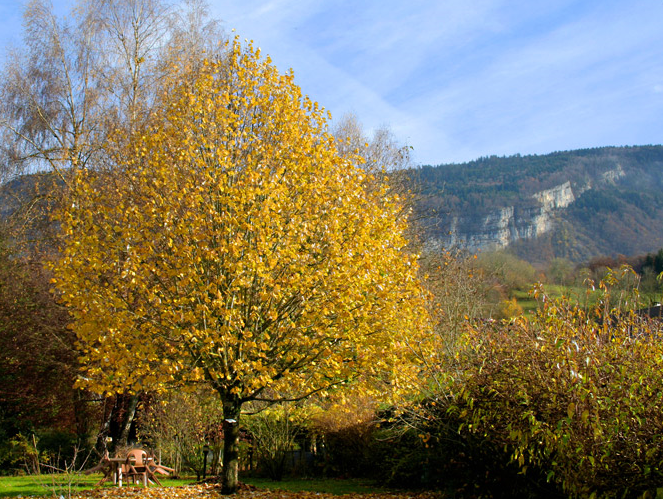 在樹形上堪稱王者的樹種——金桐力