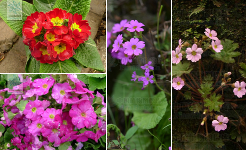真假難辨,我可能養了“假”植物