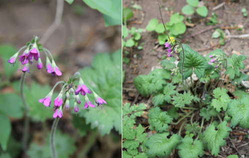 真假難辨,我可能養了“假”植物