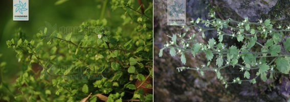 真假難辨，我可能養(yǎng)了“假”植物